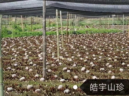 &#24517;&#36194;&#22312;&#32447;&#23458;&#26381;&#45;&#24517;&#36194;&#40;&#20013;&#22269;&#41;