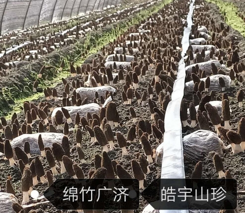 &#24517;&#36194;&#22312;&#32447;&#23458;&#26381;&#45;&#24517;&#36194;&#40;&#20013;&#22269;&#41;