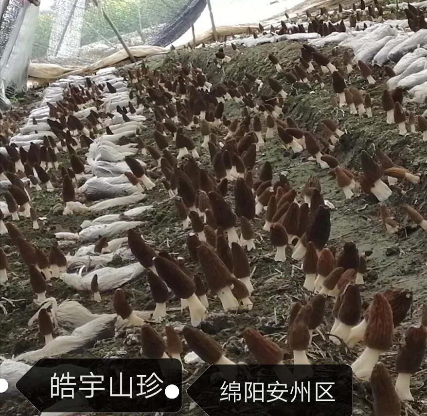 &#24517;&#36194;&#22312;&#32447;&#23458;&#26381;&#45;&#24517;&#36194;&#40;&#20013;&#22269;&#41;